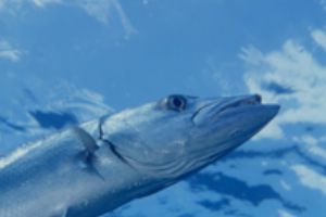 Barracuda, Roatan, Honduras, Nikon 801 with 60mm macro le... by Ernst Seeling 